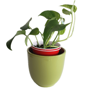 Ceramic Indoor Planter - 5" Olive Green (6pack)