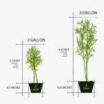 55-553504_3-gallon-plant-hd-png-download