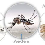 Mosquito-disease-vectors