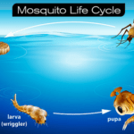 Mosquito-life-cycle-mosquito-dunks-bits