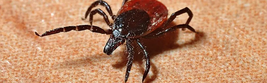 deer tick