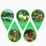 Open‑Tooth Closed‑Tooth fruit tree ring cutters fruit