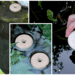 mosquito-dunks-pond-floating