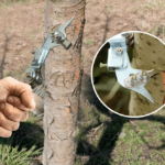 Open‑Tooth Closed‑Tooth fruit tree ring cutters