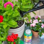 miracle gro shake n feed